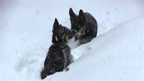German Shepard Puppies See Snow For The First Time Youtube