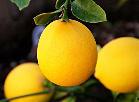 What's in Season this Winter: Meyer Lemons & Ways to Use Them