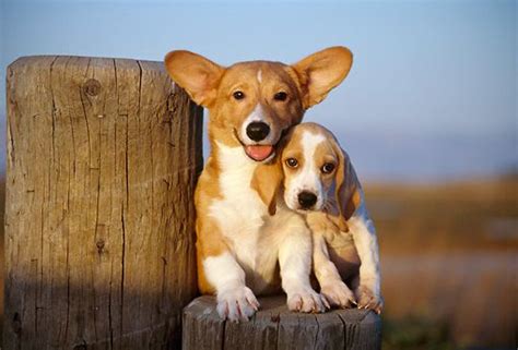 Corgi And Beagle Puppies A