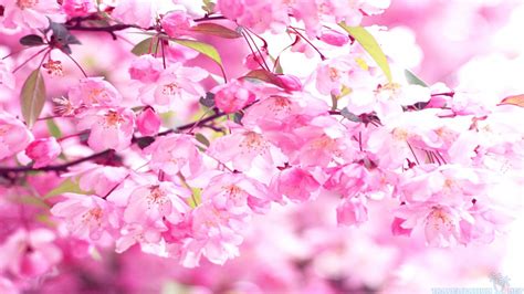 Pink Cherry Blossom Wallpaper Wallpapersafari