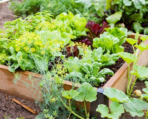 Faire un potager en carré bio légumes semis réalisation