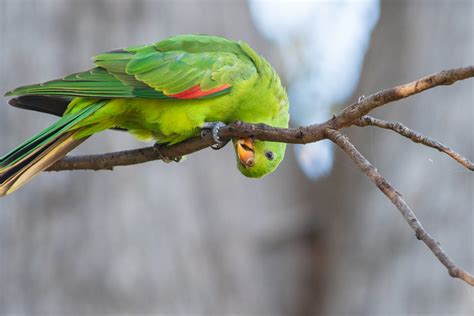 Australian Parrots Guide To All 56 Species Of Parrots In Australia