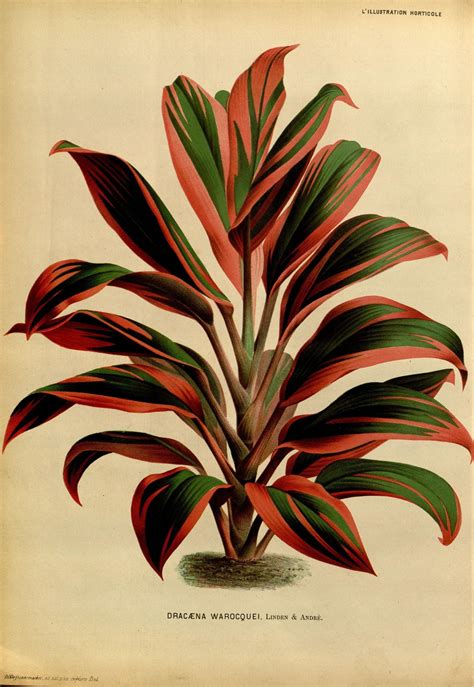 N201w1150 Plant Illustration Botanical Drawings Botanical Illustration
