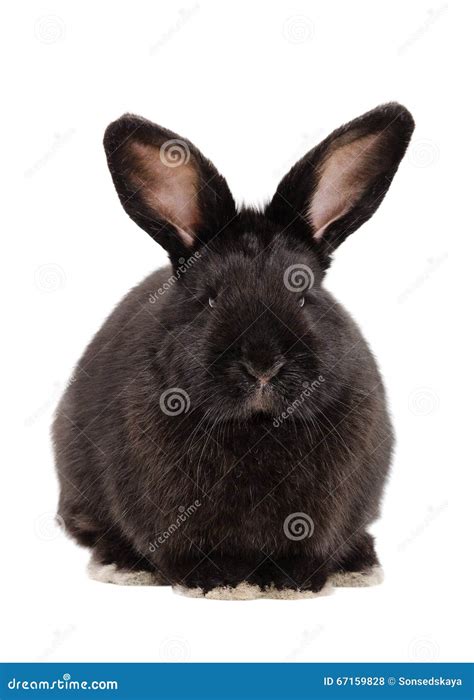 Portrait Of A Cute Black Rabbit Stock Photo Image Of Happy Closeup