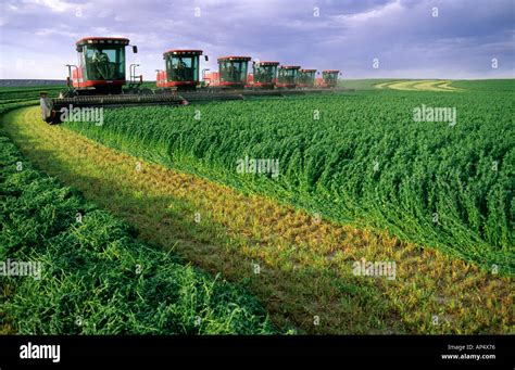 Seven Swathers Harvest Alfalfa Hay In Grandview Idaho Stock Photo