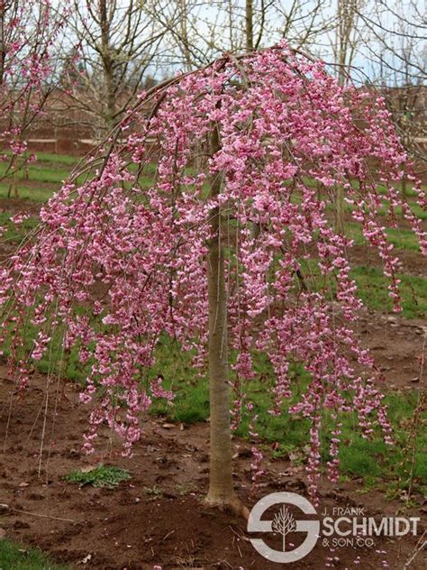 Prunus Pink Cascade Pink Weeping Cherry Small Ornamental Trees