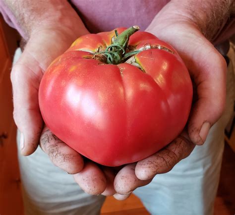 Beefsteak Type Tomatoes