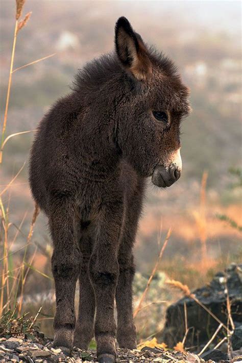 These Cute Baby Donkeys Are Everything You Need To See Today Cute