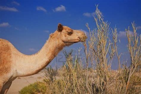 Camel | Animal Wildlife