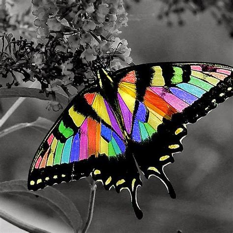 The Nicest Pictures Rainbow Butterfly
