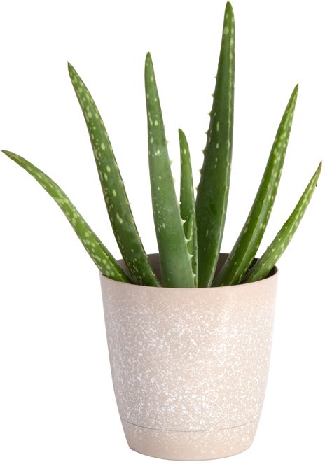 Garden Patio Yard Plants Pot For Succulent Aloe Vera Cactus Ceramic Flower Size Color White