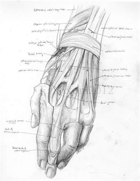 Anatomy Sketch Dorsal Hand By Elizabethnixon On Deviantart