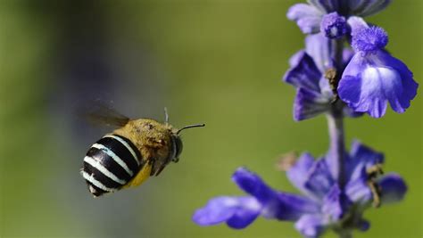 Although the flowers are not showy, they are an excellent nectar source for bees and the fruits which are technically edible but quite sour are attractive to birds and wildlife. Blue Banded Bee Flying Towards Flower | Bee, Native bees, Blue