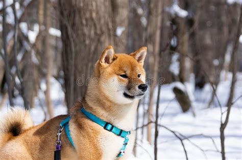 Shiba Inu Dog In Winter Snow Fairy Tale Forest Stock Photo Image Of