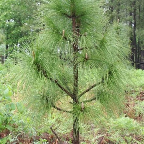 Longleaf Pine Tree Seeds Pinus Palustris 5seeds Etsy