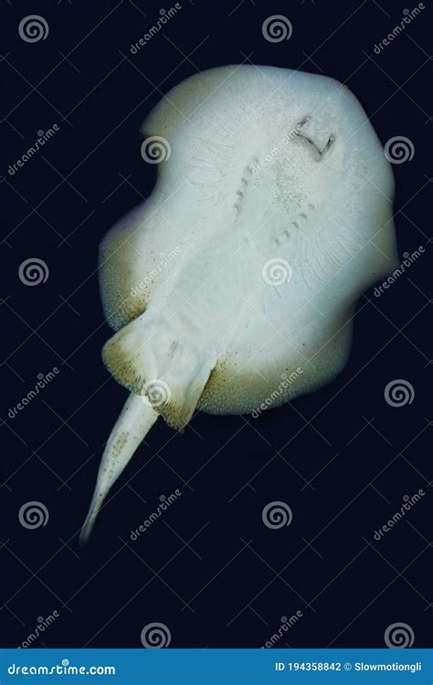 Stingray Urolophus Jamaicensis Adult Swimming Underside View Stock