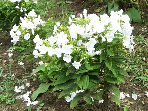 Phlox Flame White Garden Nursery Plant Order Growers Large White