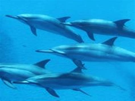 Dolphins And You Swim With Wild Dolphins Tour Hawaii Discount