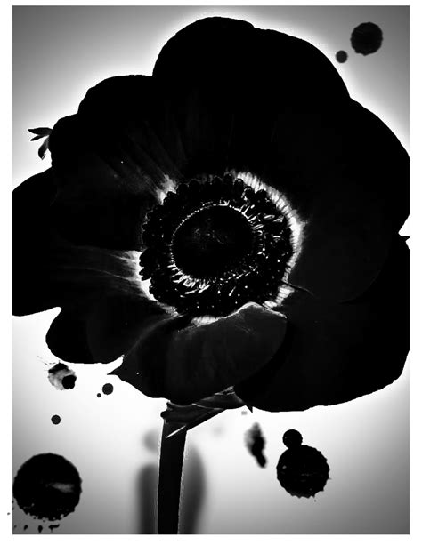 Black Poppy By Trashybrad On Deviantart