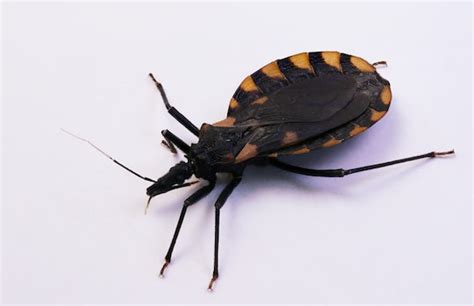 What Are The Symptoms Of A Kissing Bug Bite An Expert Explains What To