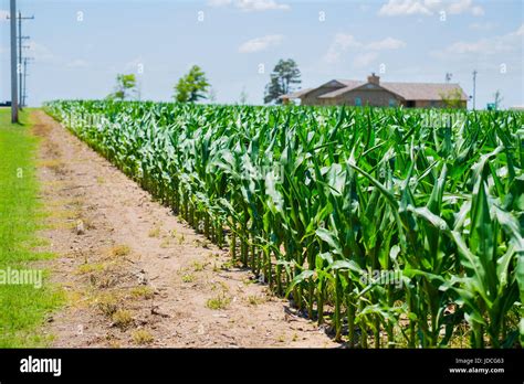 A Field Of A Young Stand Of Corn With Developing Eyespot Kabatiella