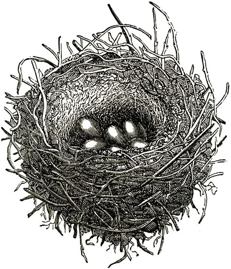 Sweet Public Domain Bird Nest Image Birds Nest Image Vintage Birds