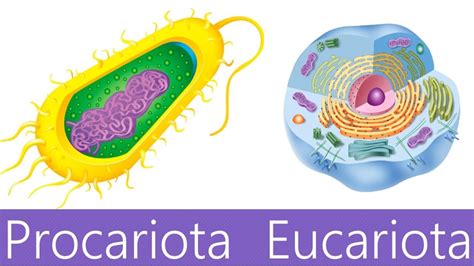 Diferencia Entre Celula Eucariota Y Procariota Images