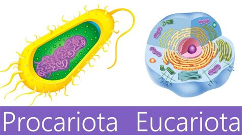 ¿cuál Es La Diferencia Entre CÉlulas Procariotas Y Eucariotas Youtube