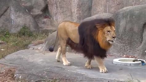 The Largest Lion In The World The Barbarian Lion