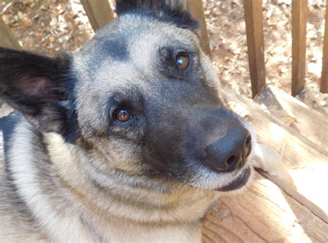 Australian Shepherd Husky Mix Guía Completa De Razas Descubre El