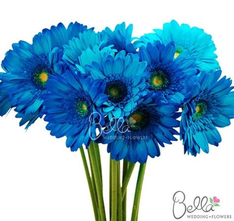 Blue Gerbera Daisies Bridal Bouquet Blue Blue Wedding Bouquet