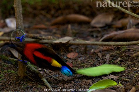 Nature Picture Library Wilson S Bird Of Paradise Cicinnurus Respublica Adult Male Clearing