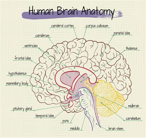 Labeled Diagram Of A Brain