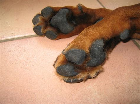 Curiosidades Sobre Las Patas De Los Perros Mascotas