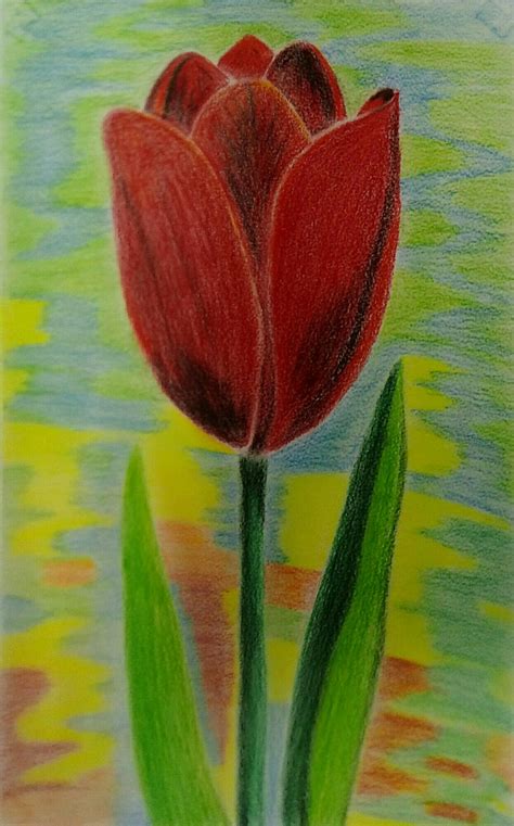 Tulipán Dibujo A Lápiz De Color Tulipanes Dibujo Flores Pintadas