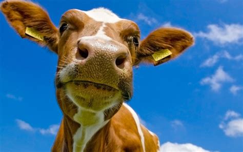 Funny Cow Wallpapers Top Free Funny Cow Backgrounds Wallpaperaccess