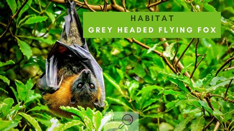 Grey Headed Flying Fox Australia Wildlife Earhly Facts