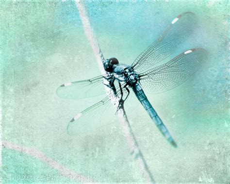 Dragonfly Photo Photograph Blue Dragonfly Art Print Abstract Etsy