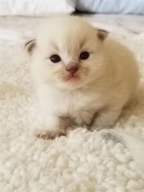 With point2, you can easily browse through los angeles, ca apartments for sale and quickly get a general perspective on the real estate prices, including any drops that have happened during the past 6 months. Ragdoll Cats For Sale | Los Angeles, CA #244769 | Petzlover