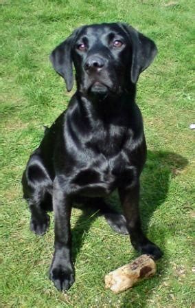 There are 3231 black lab puppy for sale on etsy, and they cost $19.31 on average. The Dog Lady- Black Labrador Bramble