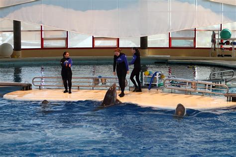Dolphin Show National Aquarium In Baltimore Md 1212141 Photograph