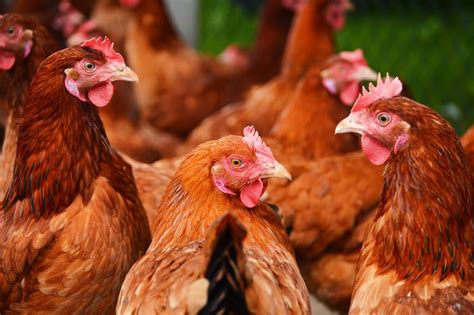 Market Women Responsible For Rise In Poultry Prices Pan Bellanaija