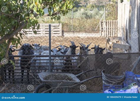A Heap Of Sheep Stock Image Image Of Lamb Herd Grazing 100439479