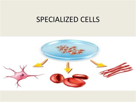 Ppt Specialized Cells Powerpoint Presentation Free