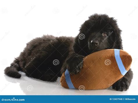 Newfoundland Puppy With Stuffed Toy Stock Photo Image Of Cute Card