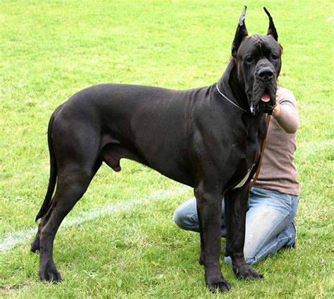 Cute Dogs|Pets: Great Dane~Tallest Dog in the World Pictures