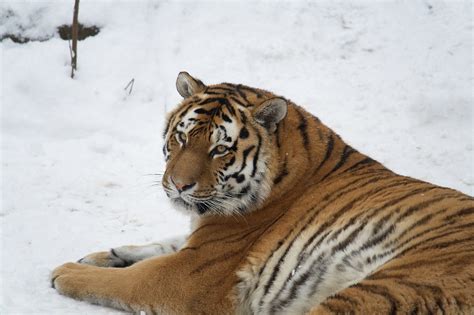 Siberian Tiger Facts Cubs Habitat Diet Adaptations