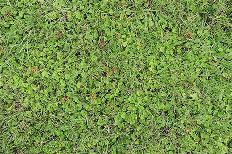 How To Kill Broadleaf Weeds In Lawn
