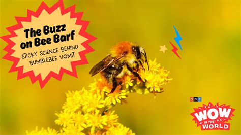 The Buzz On Bee Barf Sticky Science Behind Bumblebee Vomit Npr