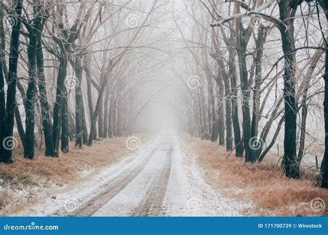 Road Covered With Snow Between The Bare Trees On A Foggy Winter Day